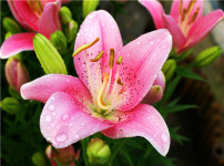 百合花的图片