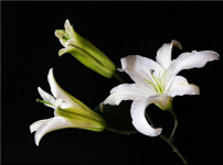 百合花的图片