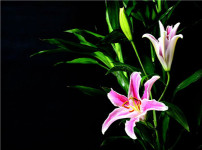 百合花的图片