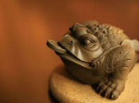 茶宠的相关图片