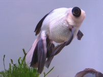 熊猫鱼的图片