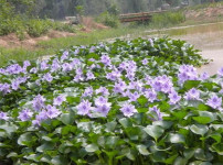 水葫芦图片