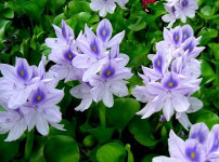 水葫芦图片