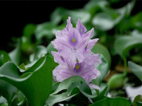水葫芦图片