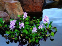 水葫芦图片