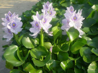 水葫芦图片