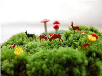 苔藓的图片