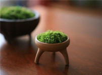 苔藓的图片