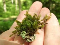 苔藓的图片