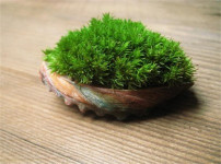 苔藓的图片
