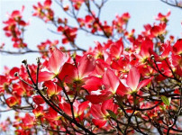 四照花的图片
