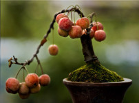 果树盆栽的图片