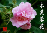 木芙蓉
