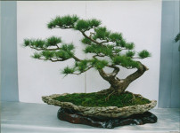 马尾松盆景的图片
