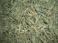 麻黄的图片