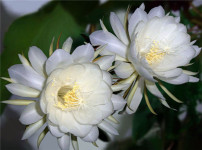 昙花的图片