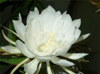 昙花的图片