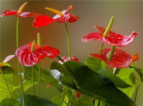 红鹤花的图片
