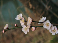 梅花的图片