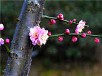 梅花的图片