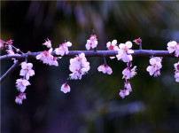 梅花的图片