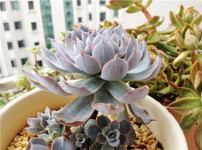 蓝石莲的图片