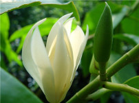 白兰花的图片