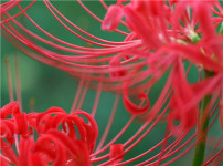 彼岸花的图片
