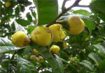 金花茶