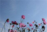 格桑花