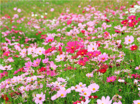 格桑花的图片
