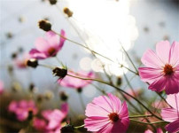 格桑花的图片