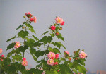 芙蓉花