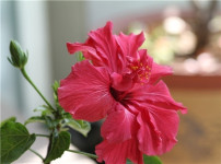 芙蓉花的图片
