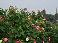 芙蓉花的图片