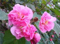 芙蓉花的图片