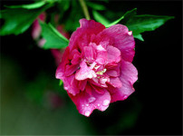 芙蓉花的图片