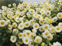 白菊花的图片