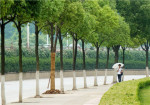香樟树