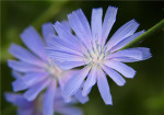 矢车菊