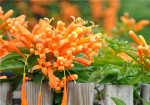 炮仗花