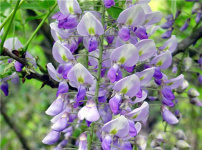 紫藤花的图片