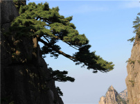松树的图片