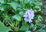 水生植物