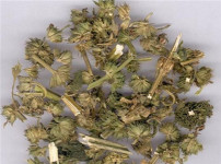 益母草的图片
