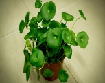室内植物选择与摆放风水禁忌