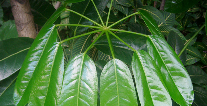 家居植物小百科:大叶伞养殖方法图片