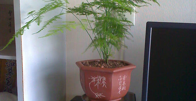 文竹的养殖方法