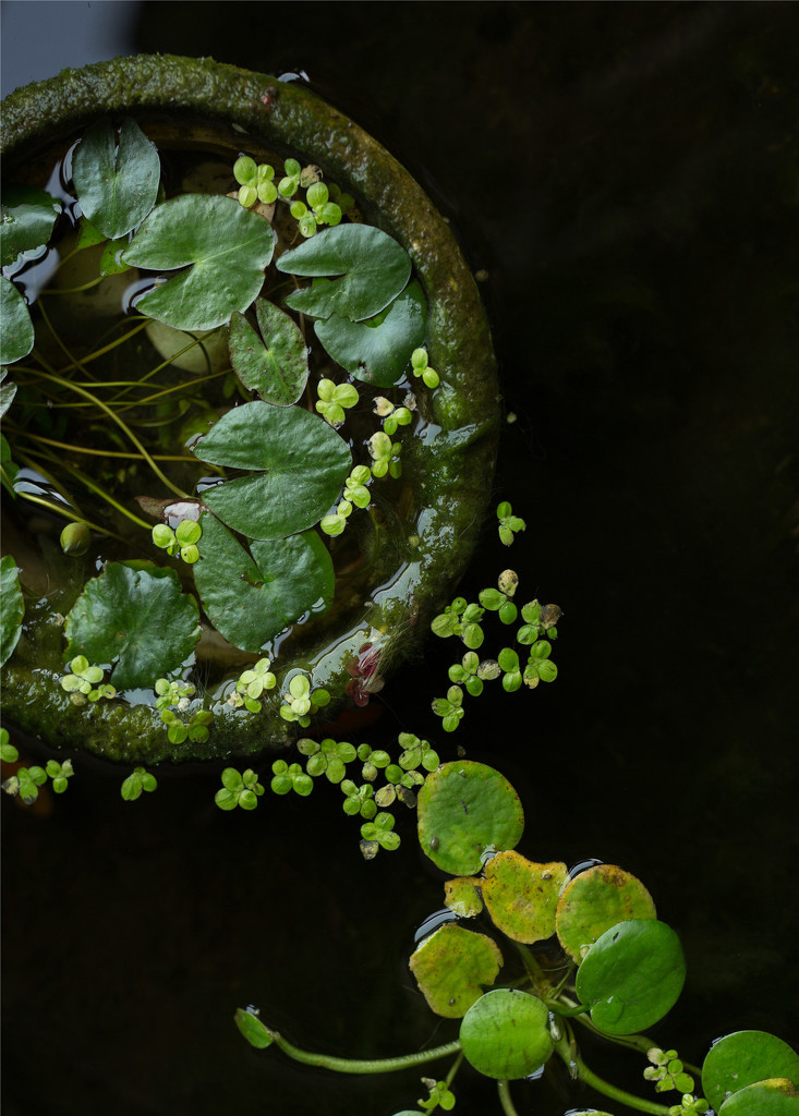 水生绿色植物，古色中的江南。