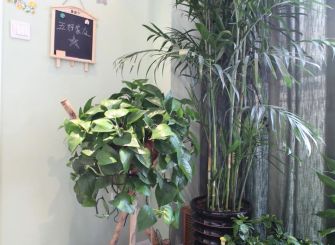 2016现代客厅一角绿植摆设展示